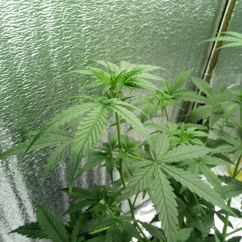 Amirani Auto - Caucasian  growlog timeline photo