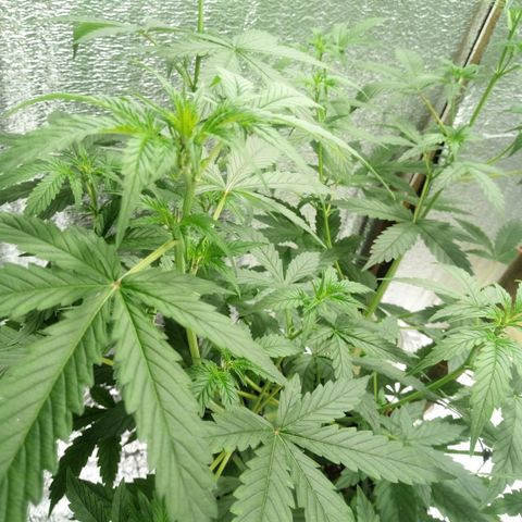 Amirani Auto - Caucasian  growlog timeline photo