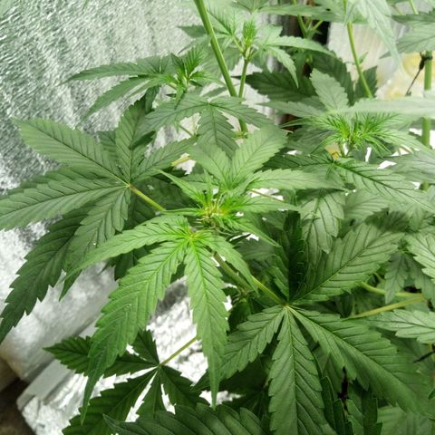 Amirani Auto - Caucasian  growlog timeline photo