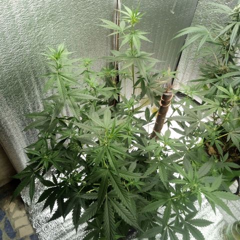 Amirani Auto - Caucasian  growlog timeline photo