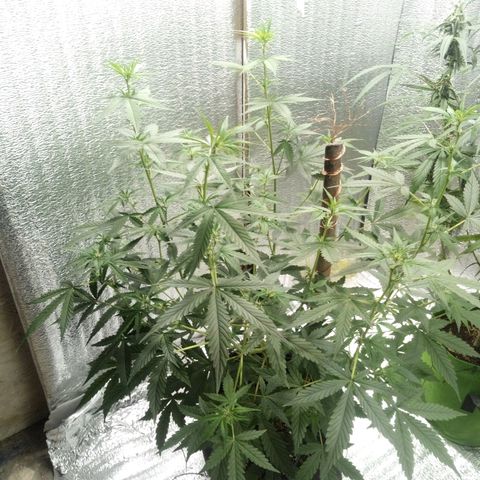 Amirani Auto - Caucasian  growlog timeline photo