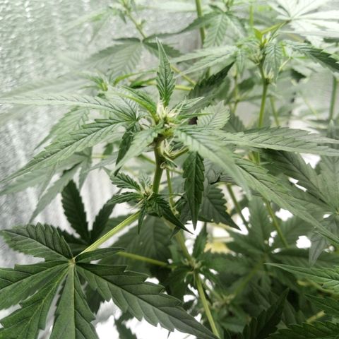 Amirani Auto - Caucasian  growlog timeline photo