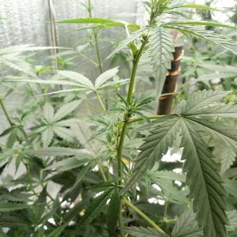 Amirani Auto - Caucasian  growlog timeline photo