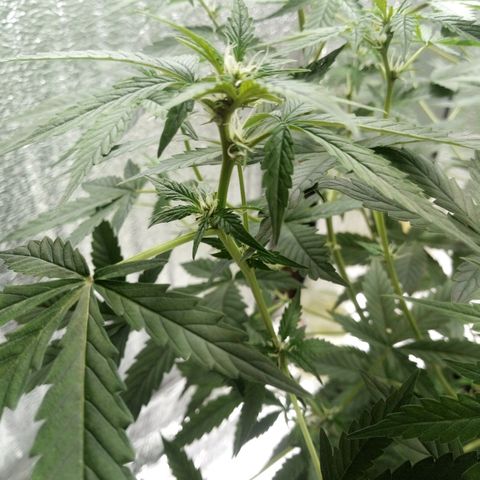 Amirani Auto - Caucasian  growlog timeline photo