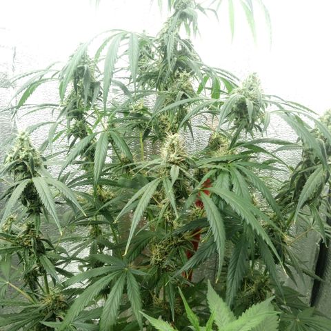 Gorila Zkittlez Auto Barney's Farm  growlog timeline photo