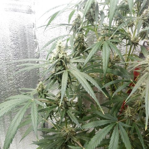 Gorila Zkittlez Auto Barney's Farm  growlog timeline photo