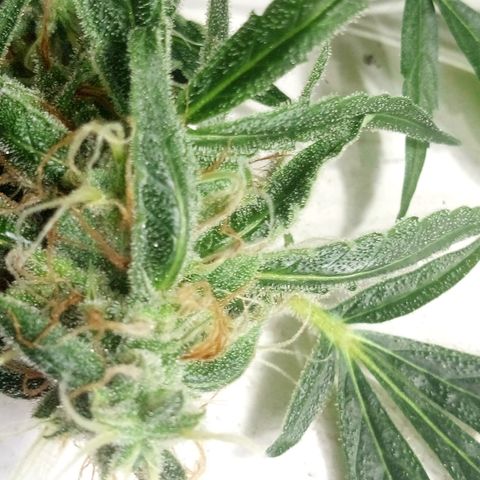 Gorila Zkittlez Auto Barney's Farm  growlog timeline photo
