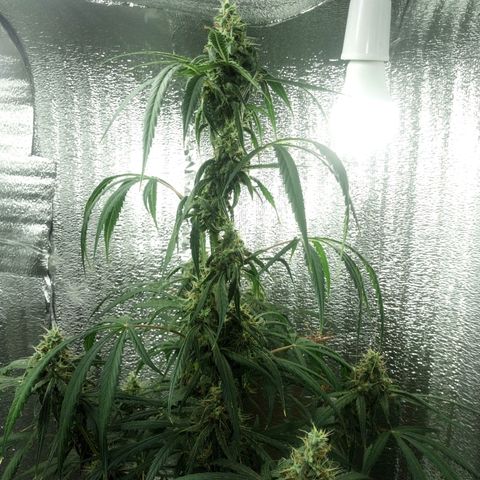Gorila Zkittlez Auto Barney's Farm  growlog timeline photo