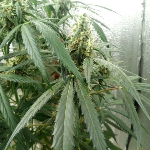 Gorila Zkittlez Auto Barney's Farm  growlog timeline photo