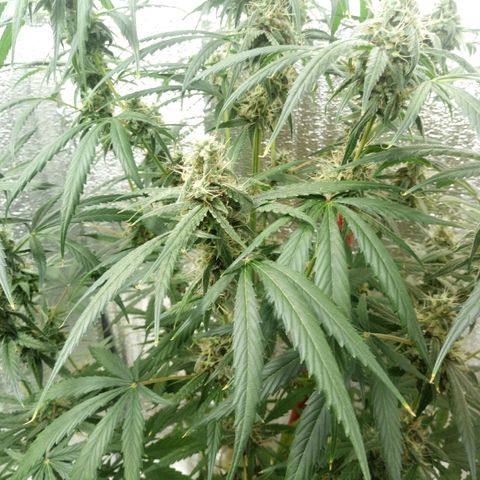 Gorila Zkittlez Auto Barney's Farm  growlog timeline photo