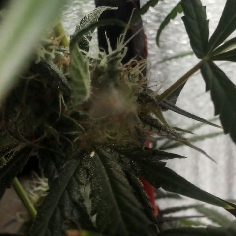 Gorila Zkittlez Auto Barney's Farm  growlog timeline photo