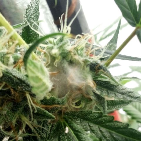 Gorila Zkittlez Auto Barney's Farm  growlog timeline photo