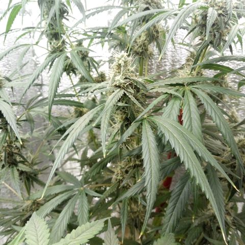 Gorila Zkittlez Auto Barney's Farm  growlog timeline photo