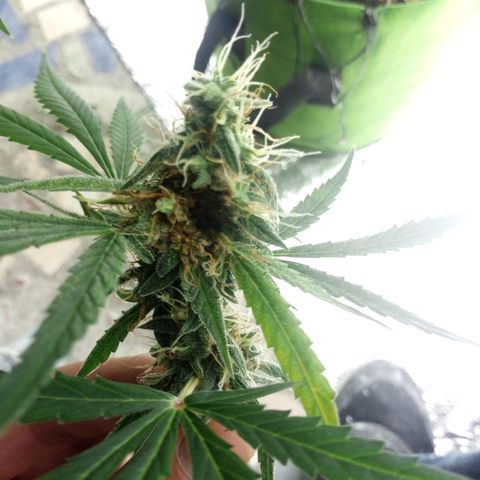 Gorila Zkittlez Auto Barney's Farm  growlog timeline photo