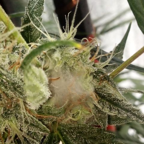 Gorila Zkittlez Auto Barney's Farm  growlog timeline photo