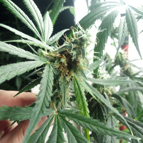 Gorila Zkittlez Auto Barney's Farm  growlog timeline photo