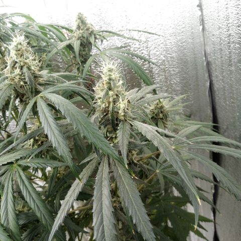 Gorila Zkittlez Auto Barney's Farm  growlog timeline photo