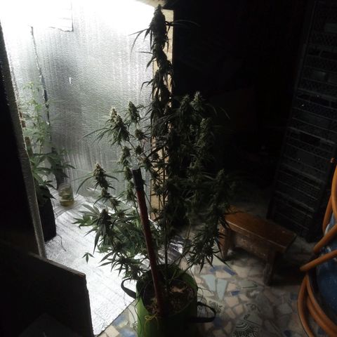 Gorila Zkittlez Auto Barney's Farm  growlog timeline photo