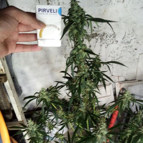 Gorila Zkittlez Auto Barney's Farm  growlog timeline photo