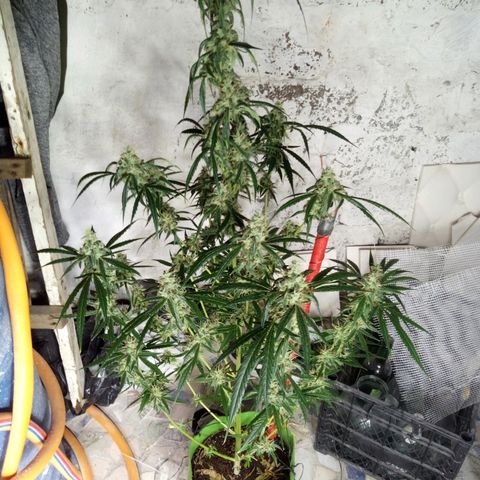 Gorila Zkittlez Auto Barney's Farm  growlog timeline photo