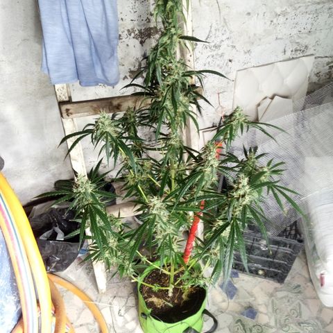 Gorila Zkittlez Auto Barney's Farm  growlog timeline photo