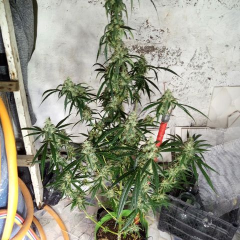 Gorila Zkittlez Auto Barney's Farm  growlog timeline photo