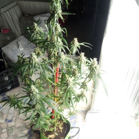 Gorila Zkittlez Auto Barney's Farm  growlog timeline photo