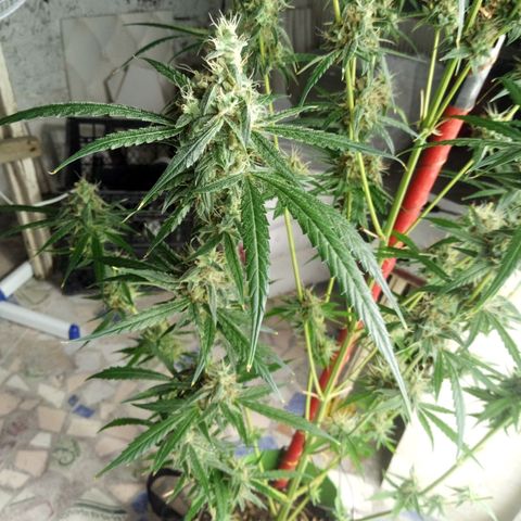 Gorila Zkittlez Auto Barney's Farm  growlog timeline photo
