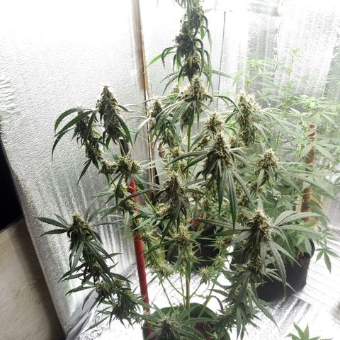 Gorila Zkittlez Auto Barney's Farm  growlog timeline photo