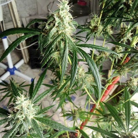Gorila Zkittlez Auto Barney's Farm  growlog timeline photo