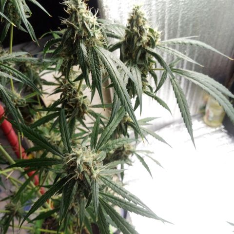 Gorila Zkittlez Auto Barney's Farm  growlog timeline photo