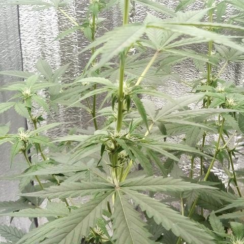 Amirani Auto - Caucasian  growlog timeline photo