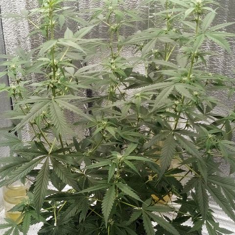 Amirani Auto - Caucasian  growlog timeline photo