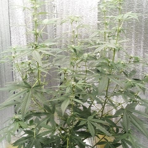 Amirani Auto - Caucasian  growlog timeline photo