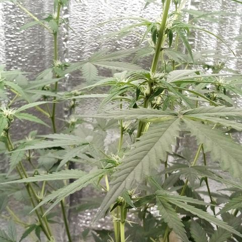 Amirani Auto - Caucasian  growlog timeline photo