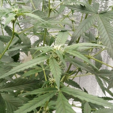 Amirani Auto - Caucasian  growlog timeline photo