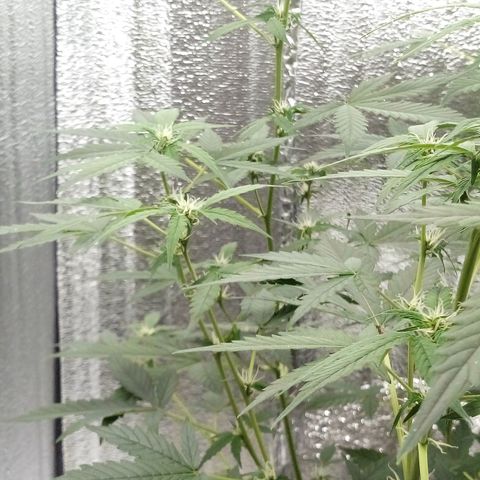 Amirani Auto - Caucasian  growlog timeline photo