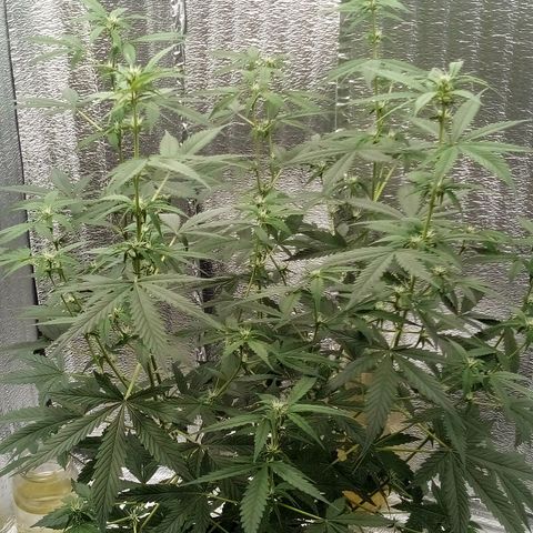 Amirani Auto - Caucasian  growlog timeline photo