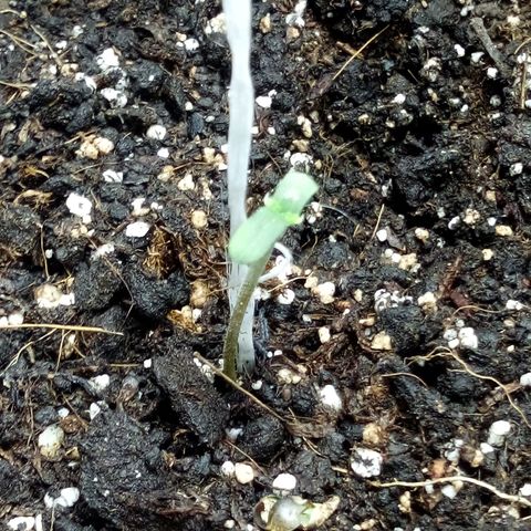 Gorilla Glue Auto Barney's Farm  growlog timeline photo