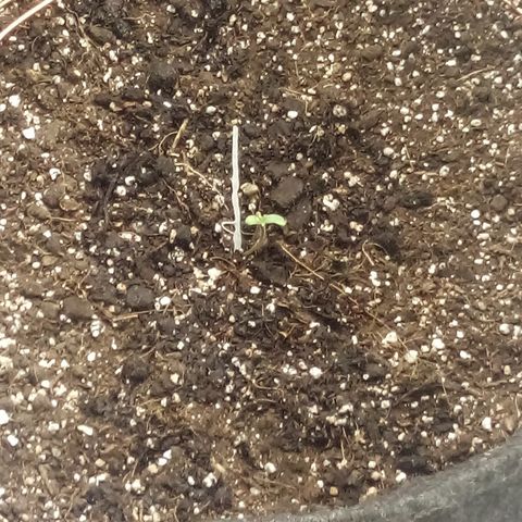 Gorilla Glue Auto Barney's Farm  growlog timeline photo