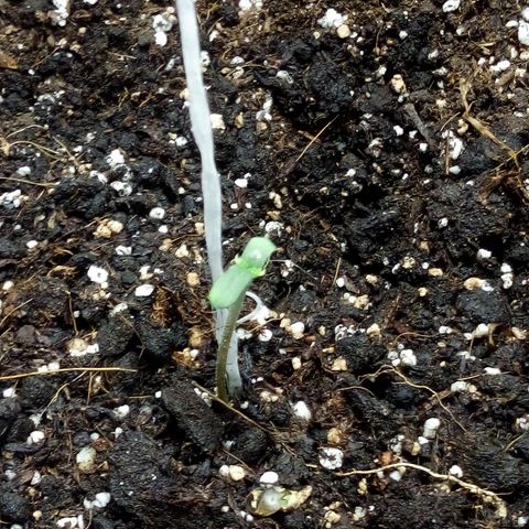 Gorilla Glue Auto Barney's Farm  growlog timeline photo