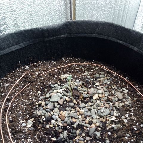 Gorilla Glue Auto Barney's Farm  growlog timeline photo