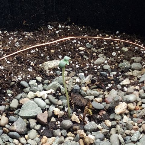Gorilla Glue Auto Barney's Farm  growlog timeline photo