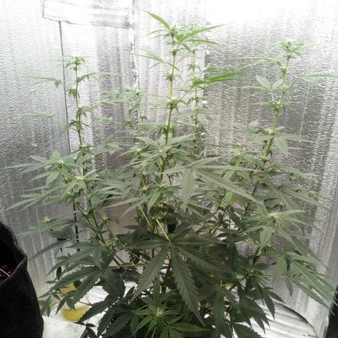 Amirani Auto - Caucasian  growlog timeline photo