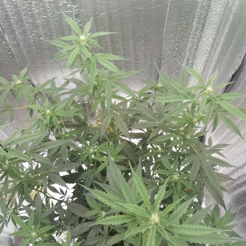 Amirani Auto - Caucasian  growlog timeline photo