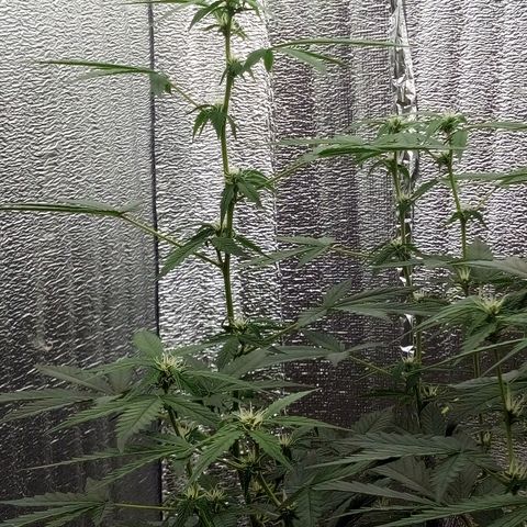 Amirani Auto - Caucasian  growlog timeline photo