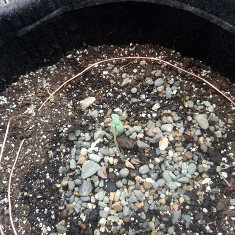 Gorilla Glue Auto Barney's Farm  growlog timeline photo