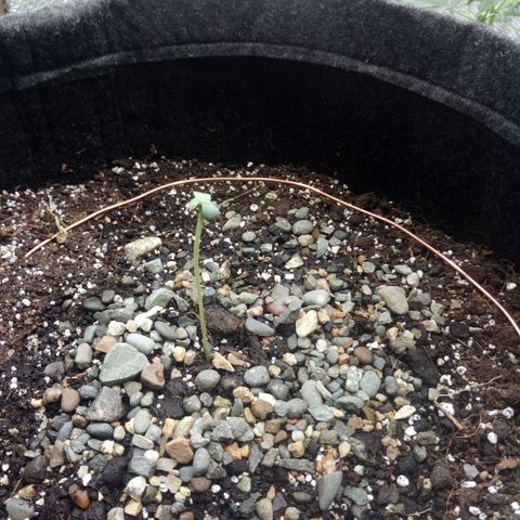 Gorilla Glue Auto Barney's Farm  growlog timeline photo