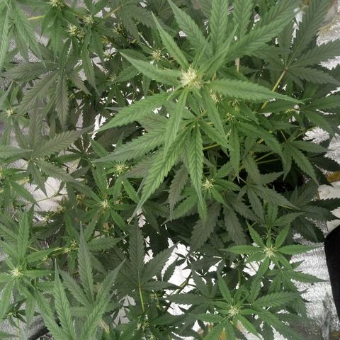 Amirani Auto - Caucasian  growlog timeline photo