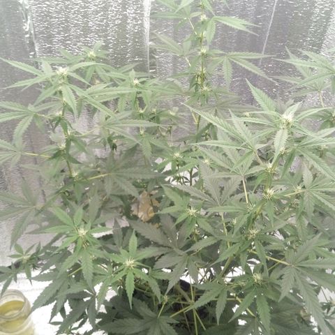 Amirani Auto - Caucasian  growlog timeline photo